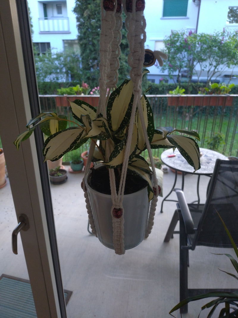 Gefleckter Drachenbaum — Bild 2