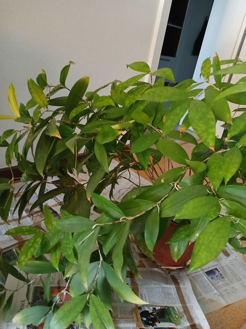 Gefleckter Drachenbaum — Bild 1