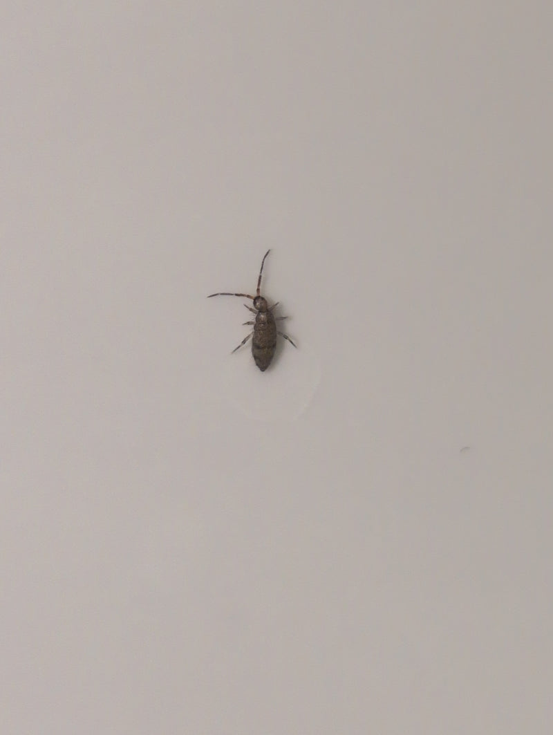 Gefleckter Kugelspringer — Bild 1