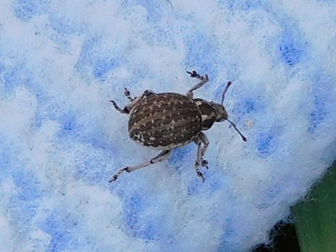 Gefleckter Rüsselkäfer — Bild 2