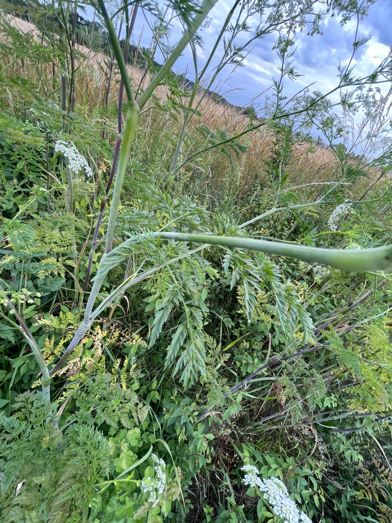 Gefleckter Schierling — Bild 1