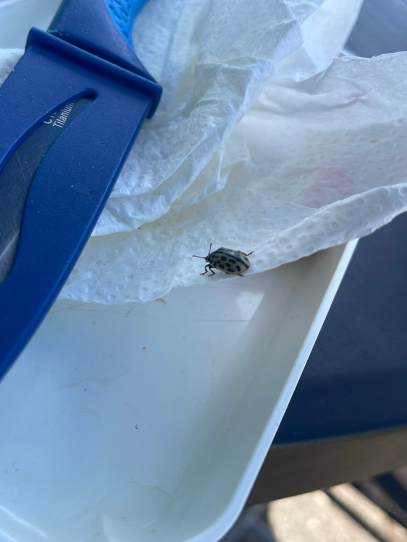 Gefleckter Schildkäfer — Bild 2