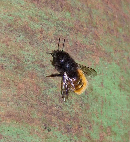Gehörnte Mauerbiene (Osmia cornuta), 22.04.2026