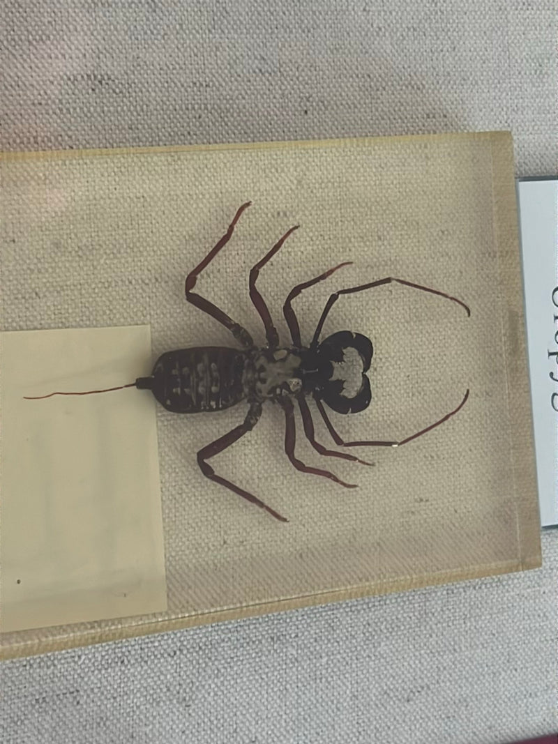 Geißelskorpion — Bild 1 von 2