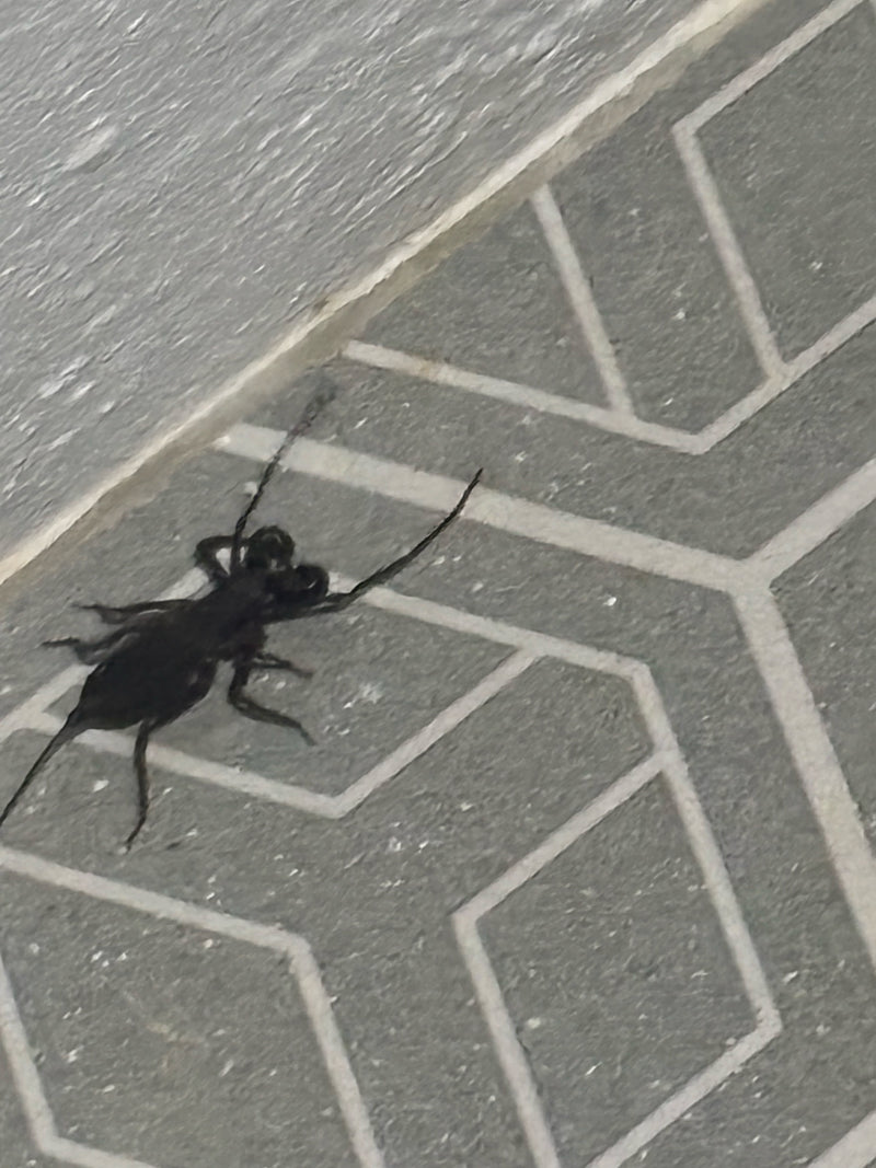Geißelskorpion — Bild 1
