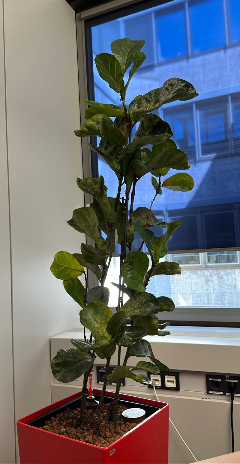 Geigenfeige — Bild 1