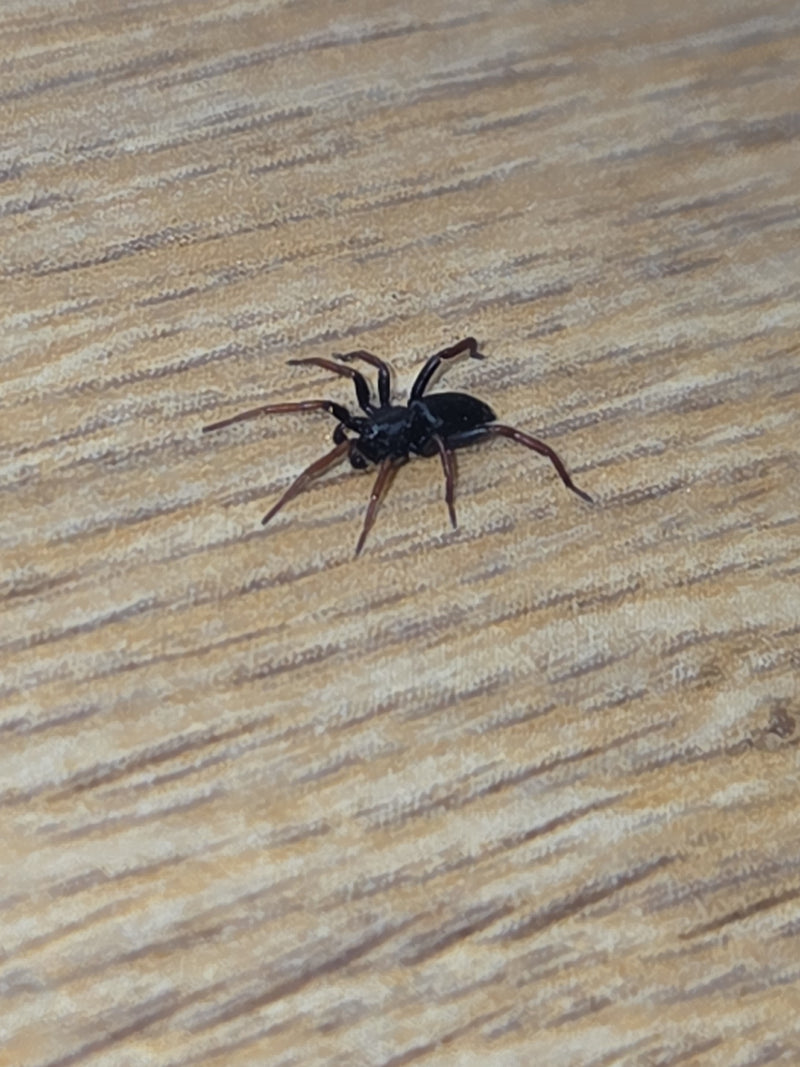 Gelbbeinige Glattbauchspinne — Bild 1