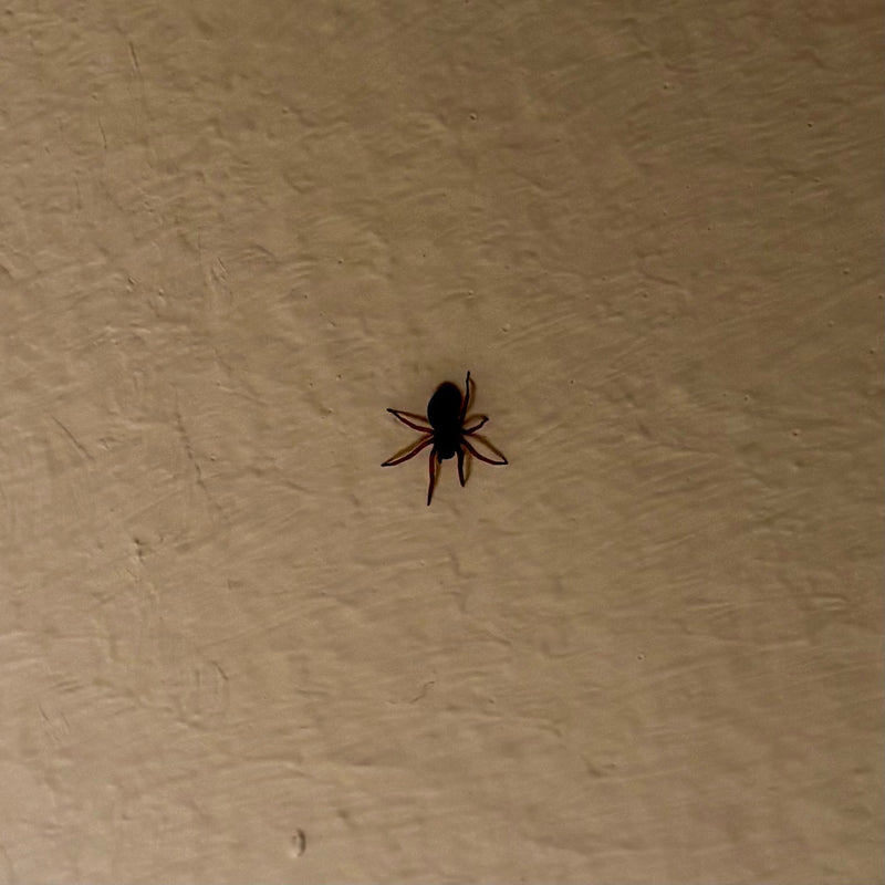 Eine kleine dunkle Spinne mit rötlich-braunen Beinen sitzt zentriert auf einer hellen, strukturierten Wand in Innenräumen.