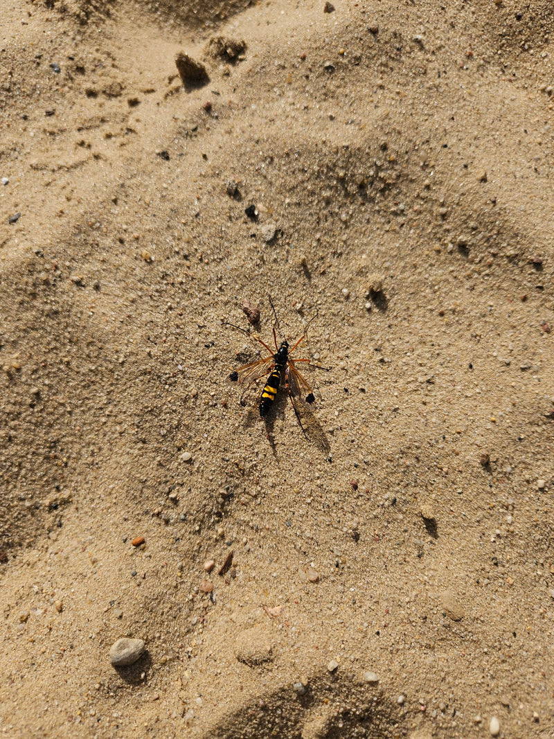 Gelbe Kammschnake — Bild 1