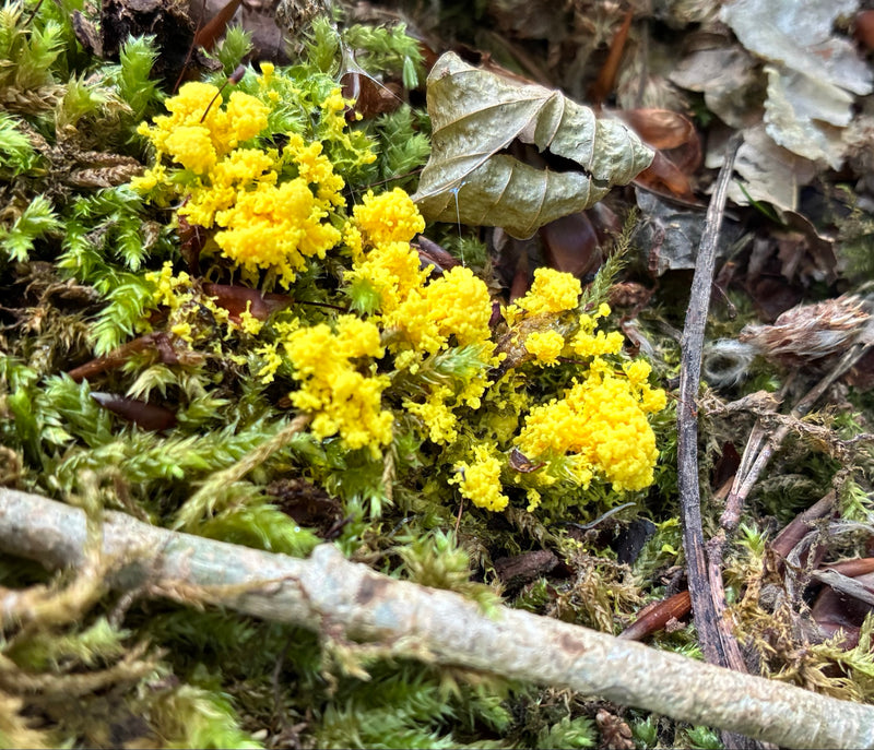 Gelbe Lohblüte — Bild 1