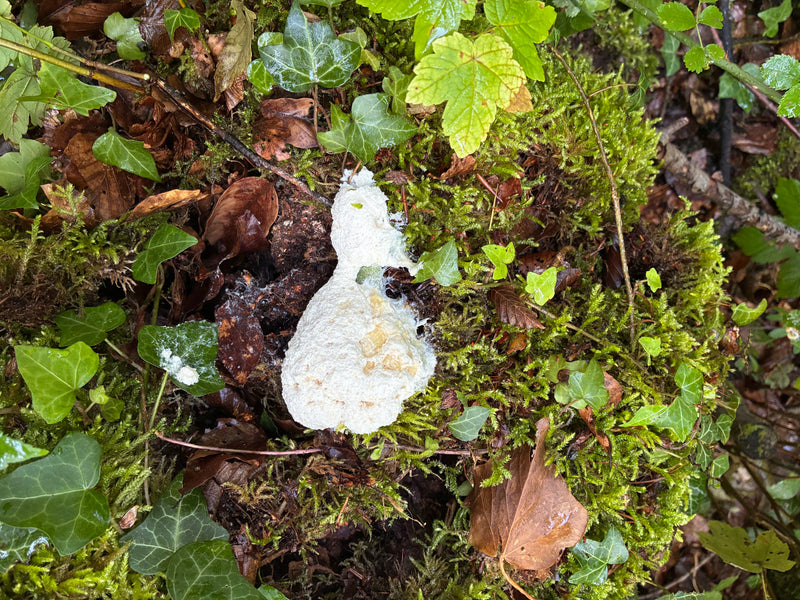 Gelbe Lohblüte — Bild 2