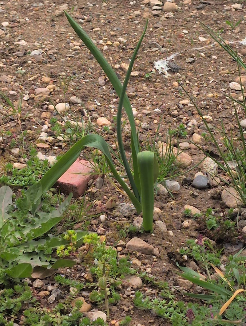Gelbe Narzisse — Bild 1