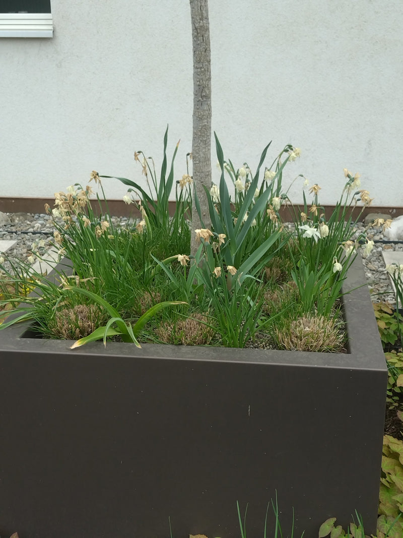 Gelbe Narzisse — Bild 3