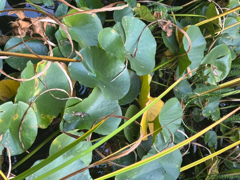 Gelbe Teichrose — Bild 1 von 2