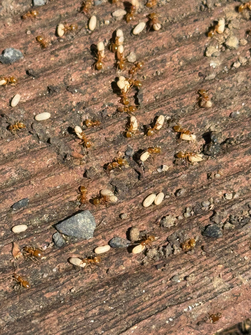 Gelbe Wiesenameise — Bild 1