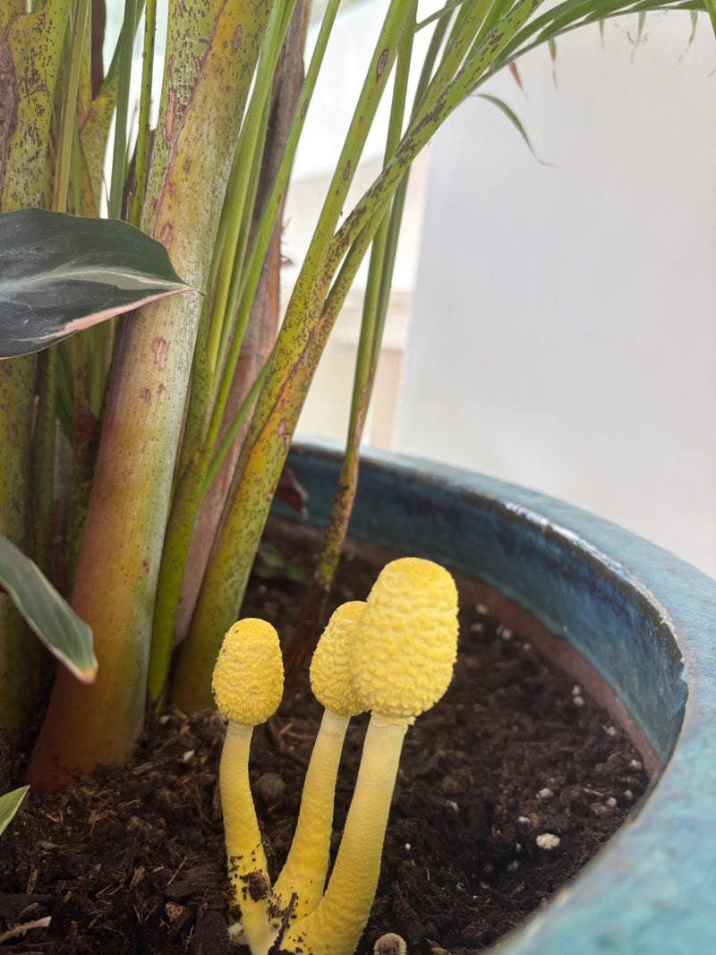 Gelber Faltenschirmling — Bild 3