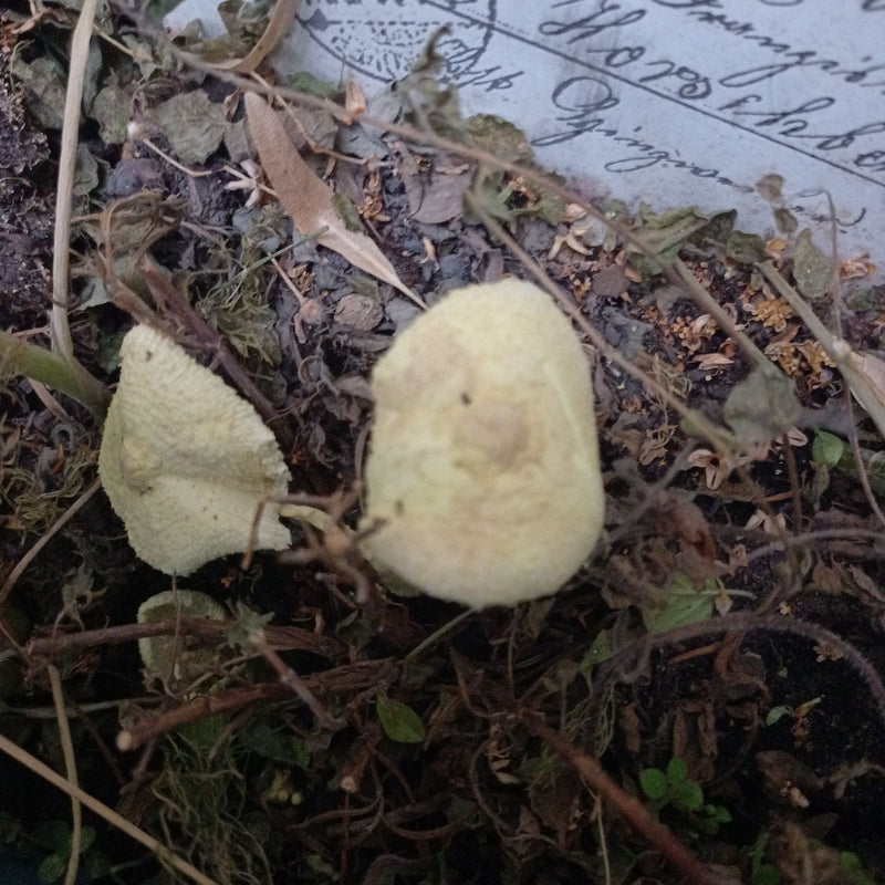Gelber Faltenschirmling — Bild 2