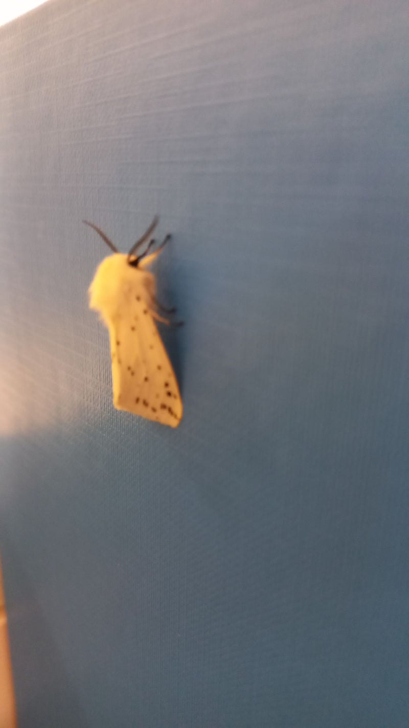 Gelber Fleckleibbär — Bild 2