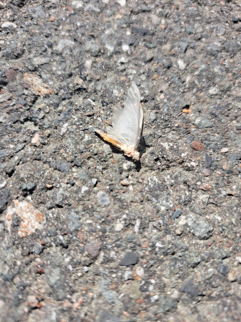 Gelber Fleckleibbär — Bild 1