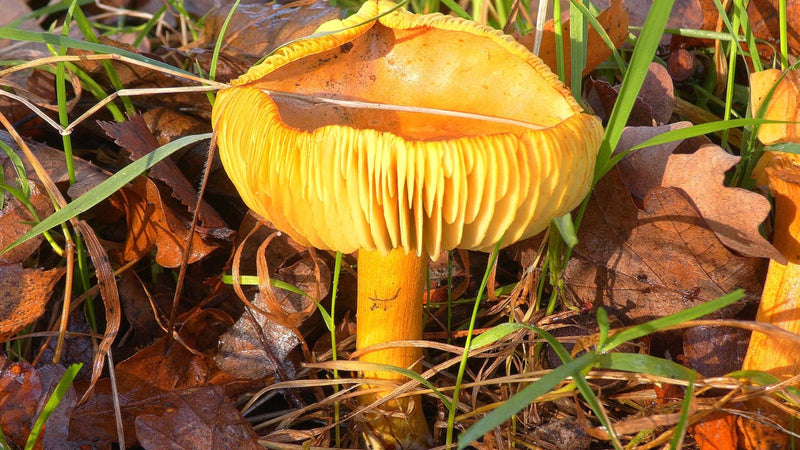 Gelber Fliegenpilz — Bild 2 von 3