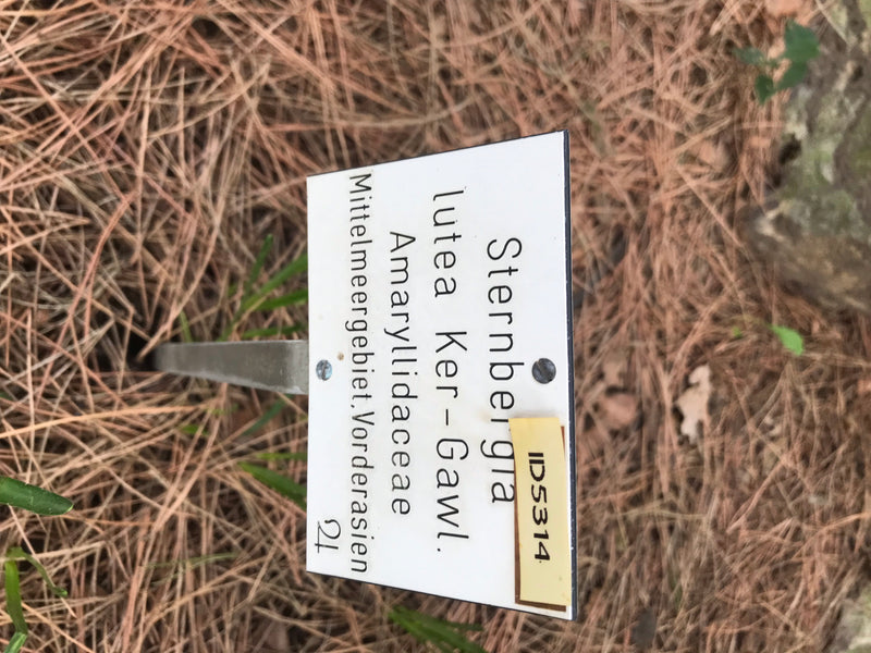 Gelber Goldbecher — Bild 1 von 2
