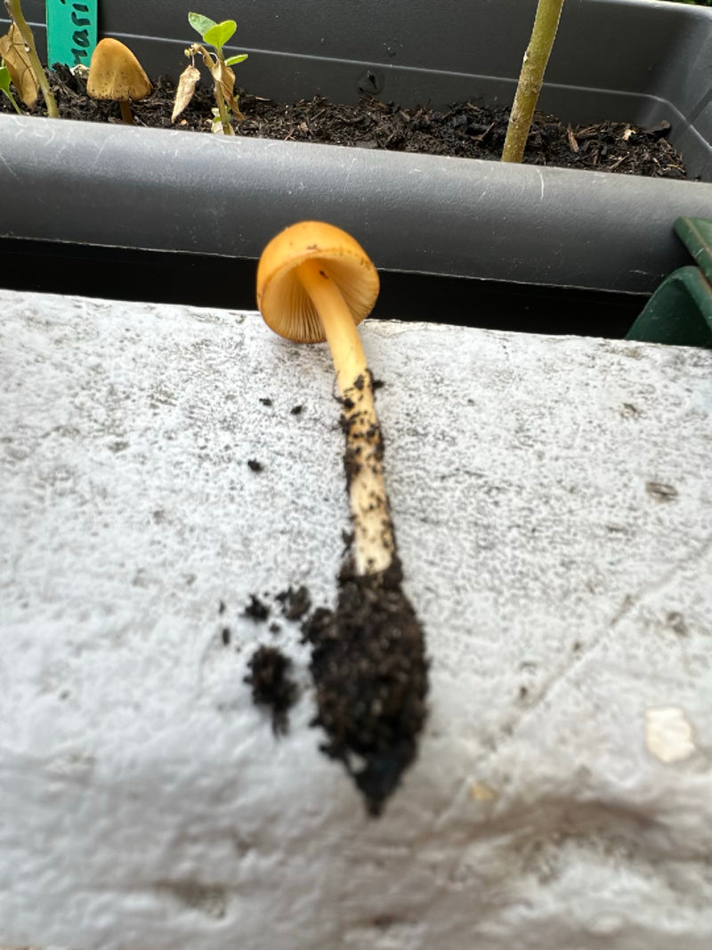 Gelber Mürbling — Bild 3