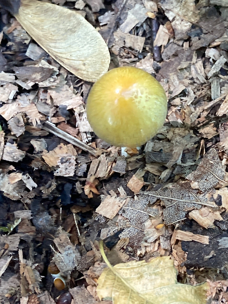 Gelber Mürbling — Bild 2