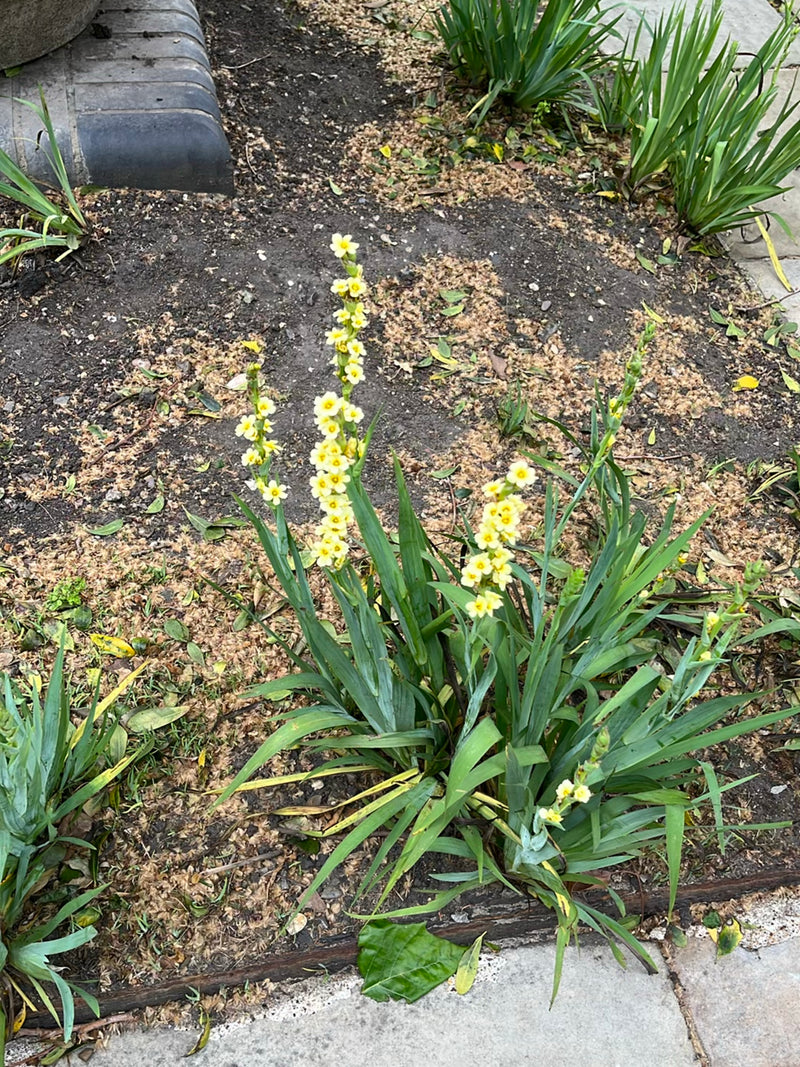 Gelbes Aschenblümchen — Bild 1
