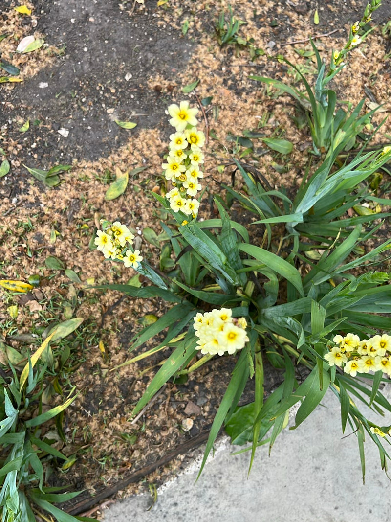 Gelbes Aschenblümchen — Bild 2