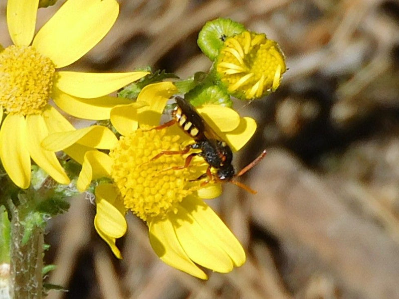 Gelbgefleckte Blattwespe — Bild 3