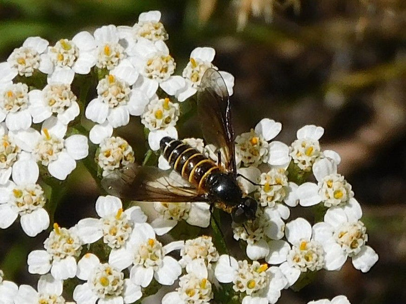 Gelbgefleckte Blattwespe — Bild 1