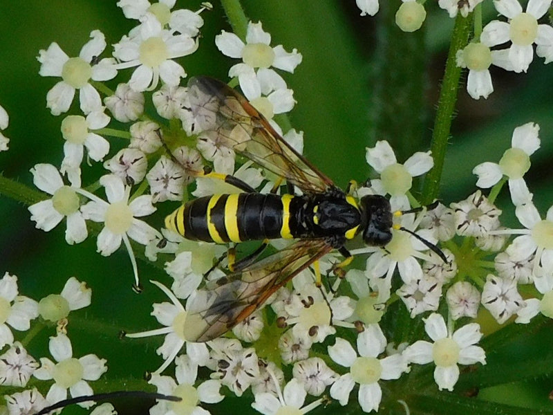 Gelbgefleckte Blattwespe — Bild 2