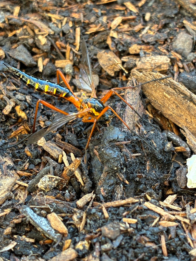 Gelbgezeichnete Schlupfwespe — Bild 1