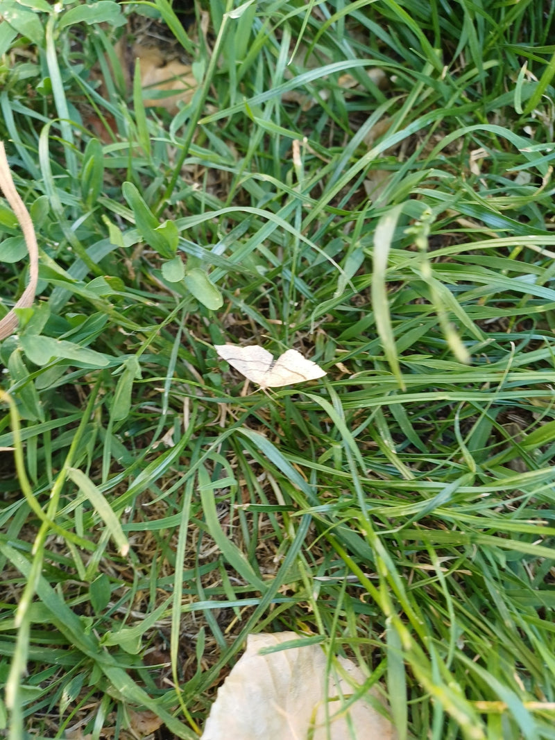 Gelblicher Hornkrautspanner — Bild 2