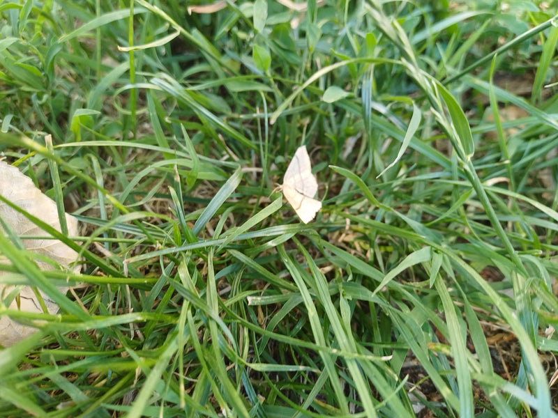 Gelblicher Hornkrautspanner — Bild 3
