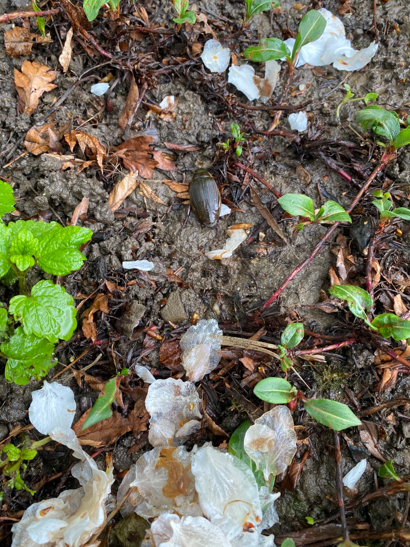 Gemeiner Gelbrandkäfer — Bild 2