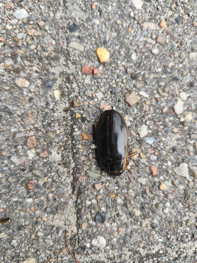 Gemeiner Gelbrandkäfer — Bild 3