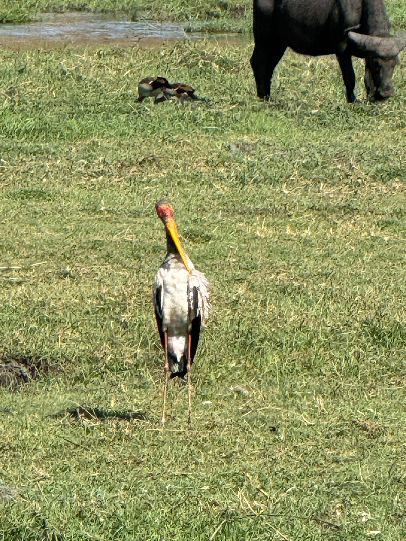 Ein Gelbschnabelstorch steht auf einer Wiese und putzt sein Gefieder, während im Hintergrund ein Kaffernbüffel weidet.
