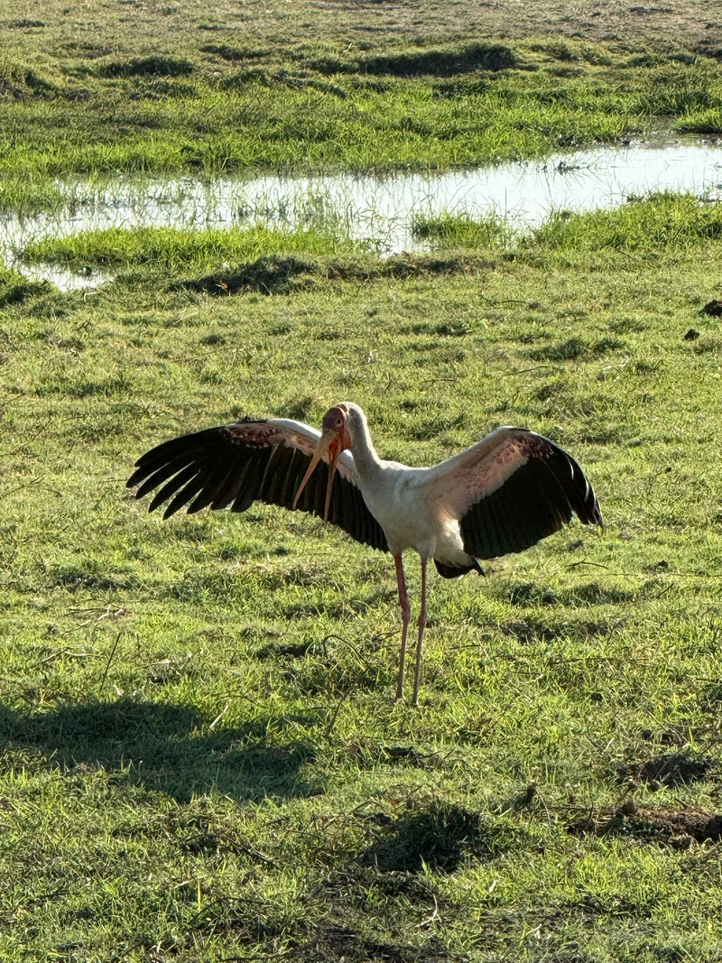 Ein Gelbschnabelstorch steht mit weit ausgebreiteten Flügeln und geöffnetem Schnabel auf einer feuchten Wiese.