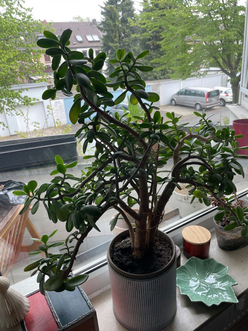Geldbaum — Bild 5