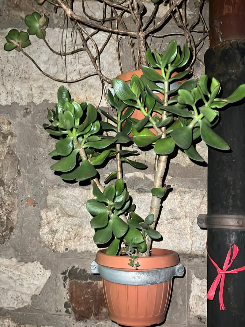 Geldbaum — Bild 4
