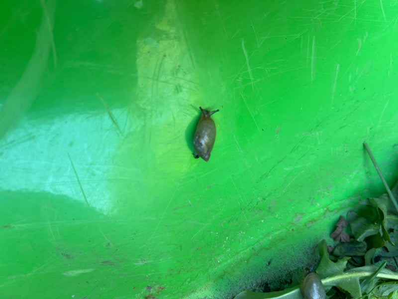 Gemeine Bernsteinschnecke — Bild 1