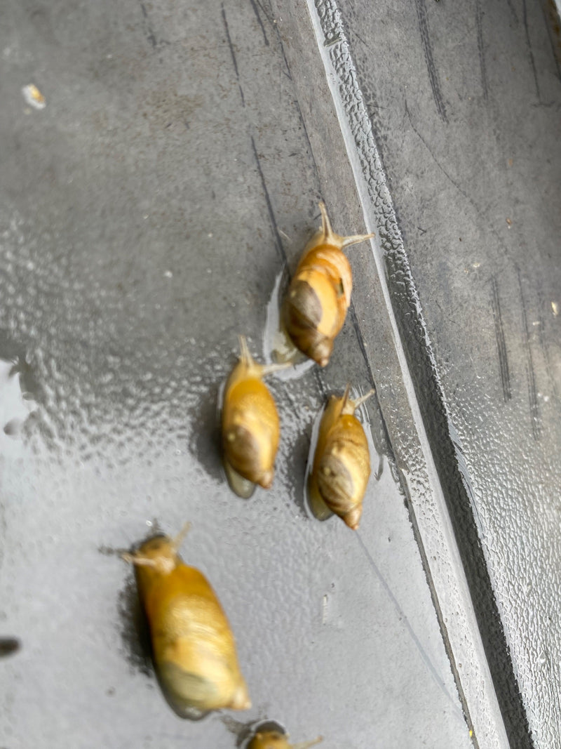 Gemeine Bernsteinschnecke — Bild 2