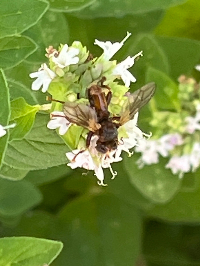 Gemeine Blasenkopffliege — Bild 3