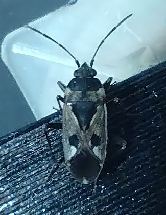 Rhyparochromus Pini — Bild 3