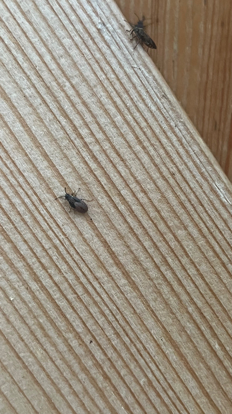 Rhyparochromus Pini — Bild 5
