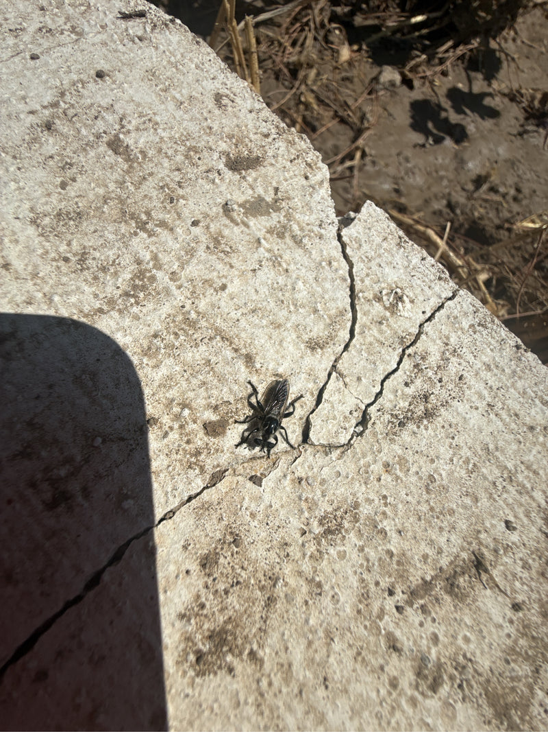 Rhyparochromus Pini — Bild 4