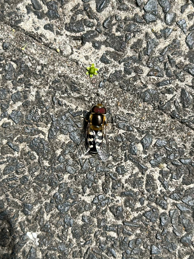Gemeine Feldschwebfliege — Bild 1