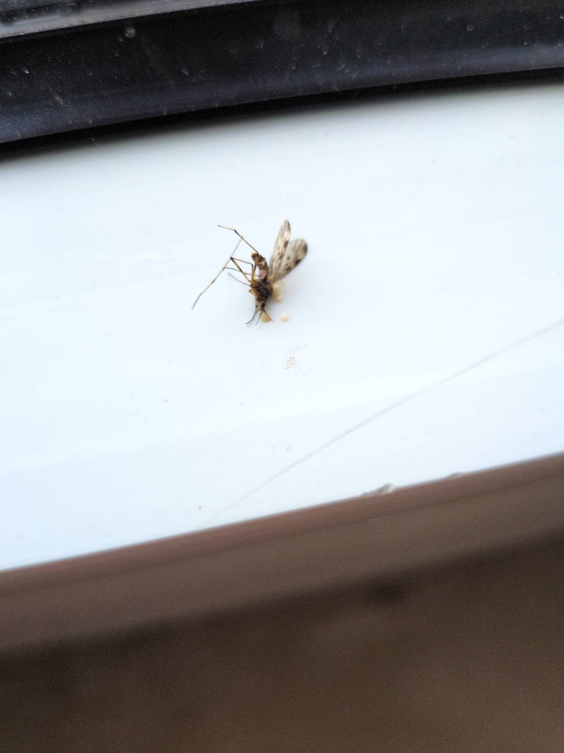 Gemeine Fenstermücke — Bild 5