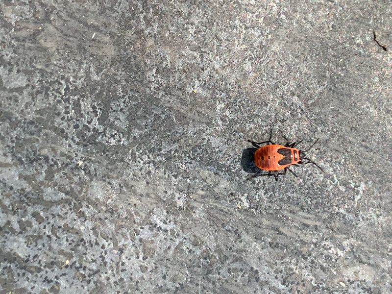 Eine Nymphe der Feuerwanze sitzt gut erkennbar auf einem grauen Steinboden. Sie zeigt die typische orange-schwarze Färbung des Jugendstadiums.
